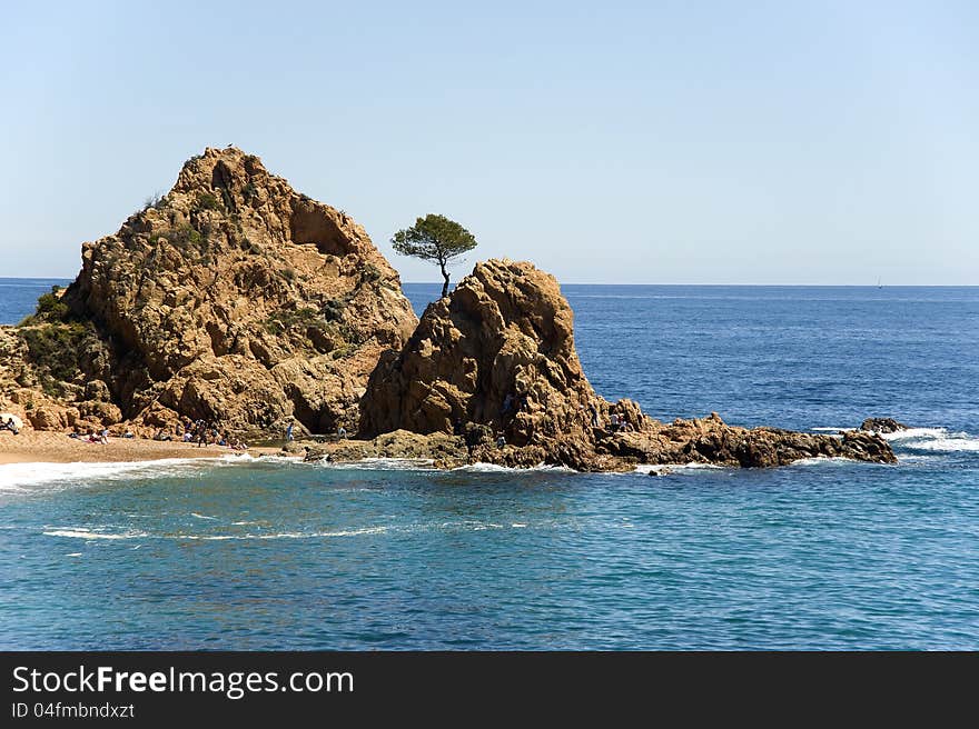 Spain.  Tossa de Mar. A pine on the rock.