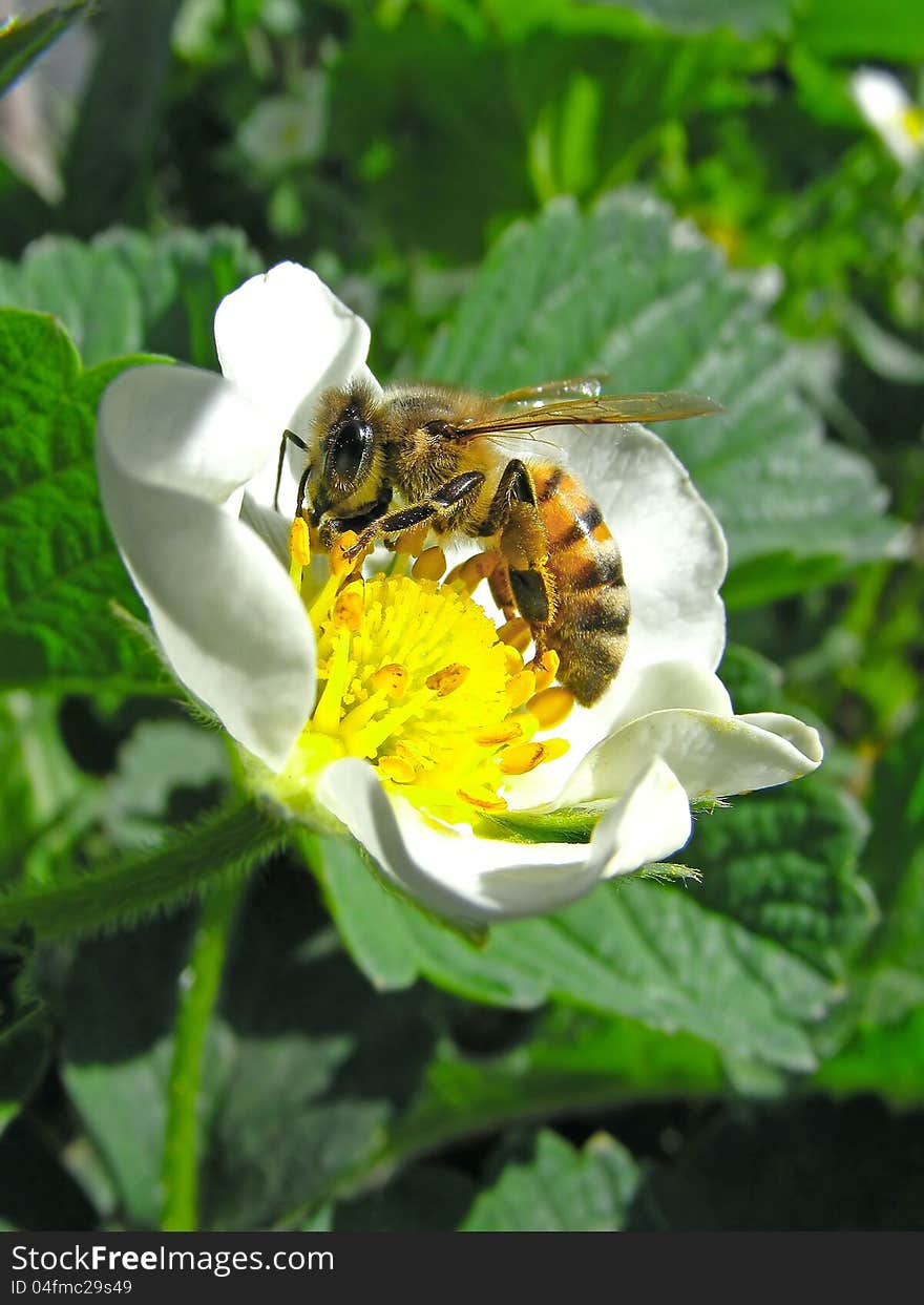 Scene of the bee on flower of the strawberries