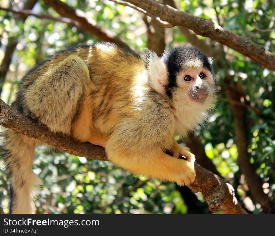 Cute squirrel monkey, sitting on a branch and looking at some unknow danger