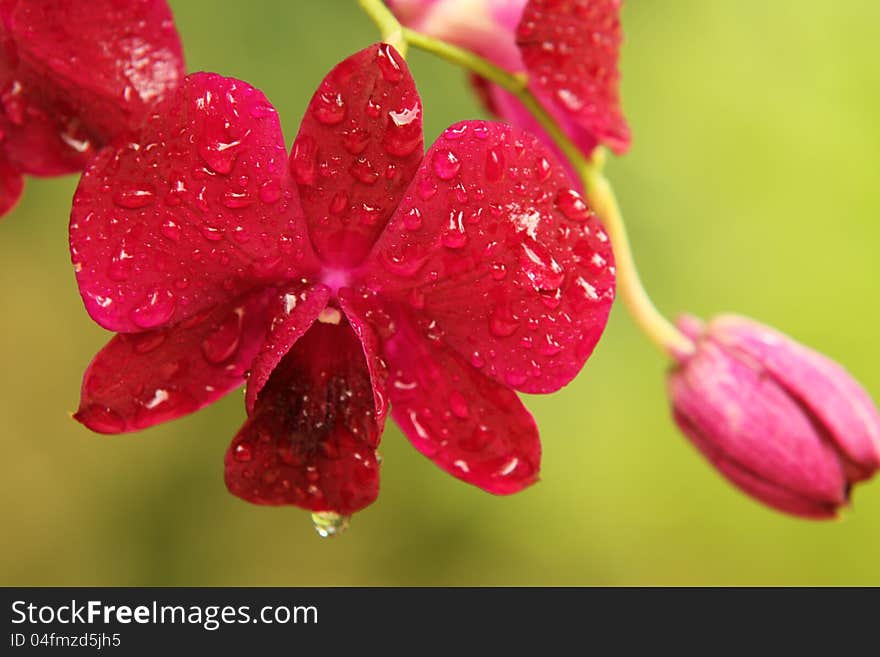 Thai  orchid.Fresh flowers in pretty colors, it is refreshing. Shooting near a natural background. Thai  orchid.Fresh flowers in pretty colors, it is refreshing. Shooting near a natural background.