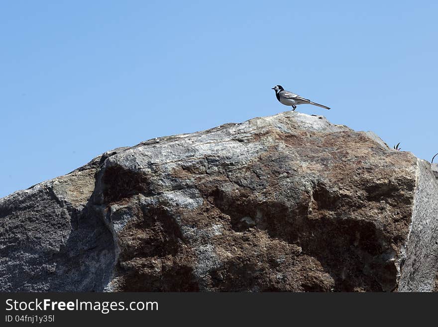 A little bird Wagtail on the stone