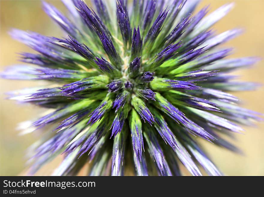 Unusual blue flower