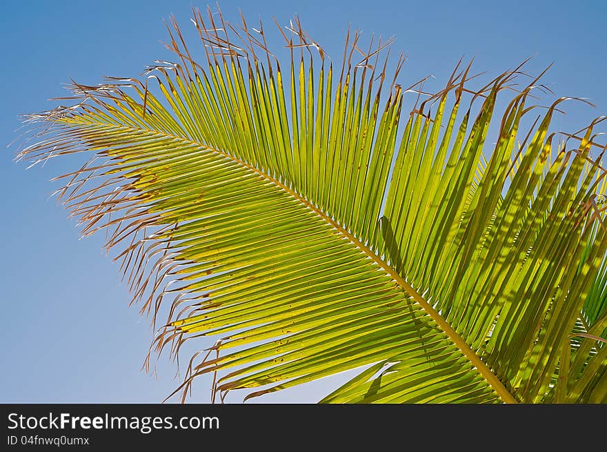 Palm leaf