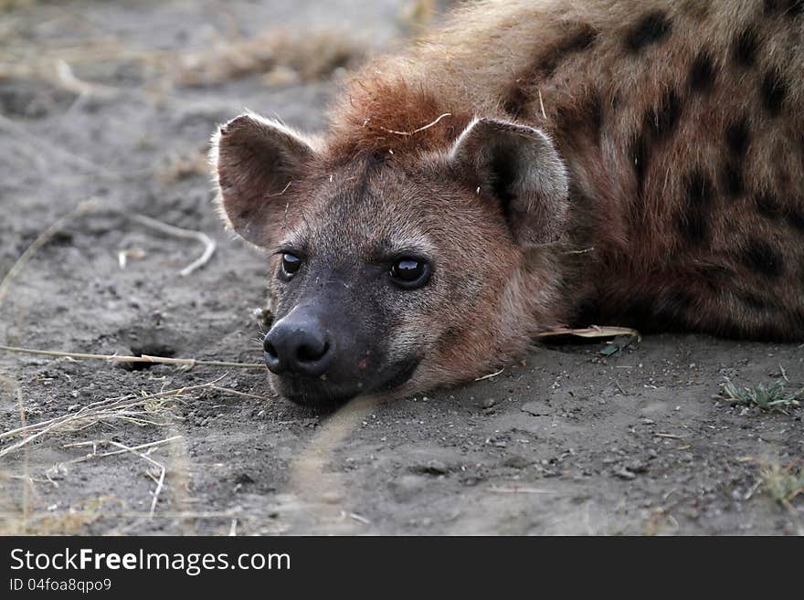 The Spotted Hyena's jaws are so powerful, they are known as bone crunchers. The Spotted Hyena's jaws are so powerful, they are known as bone crunchers