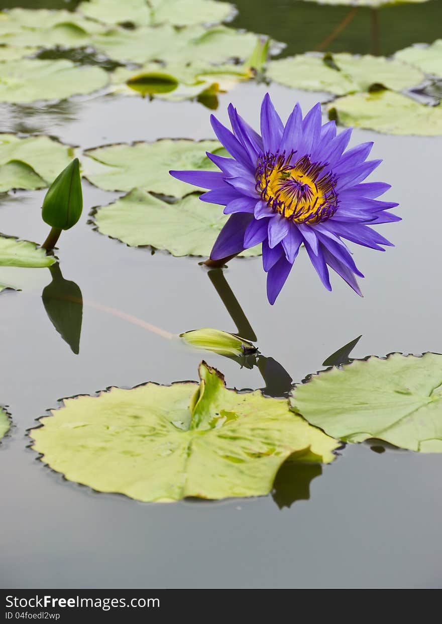 Purple-blue water lily in pond