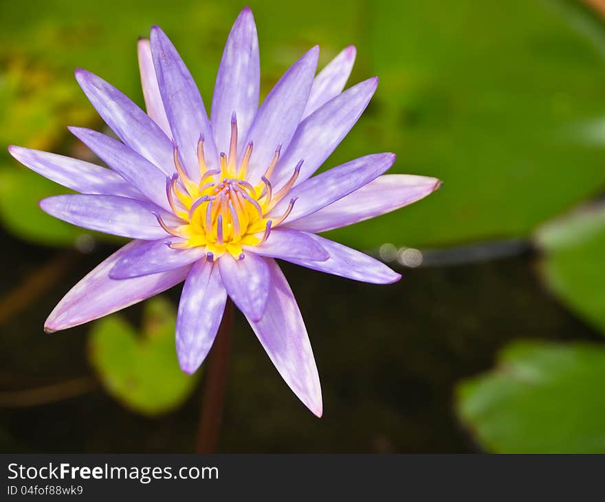 Islamorada, Blue water lily in pond