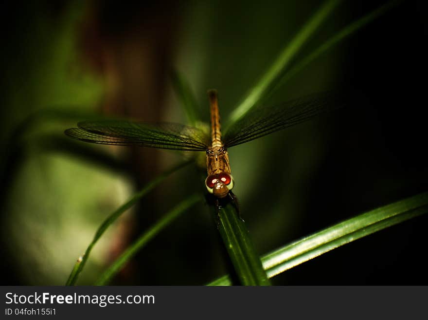 Dragonfly posing on top of the grass. Dragonfly posing on top of the grass