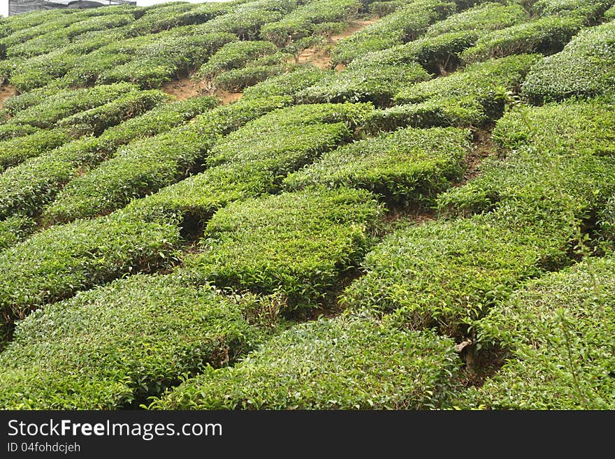 The tea farm landscape most of the highland area