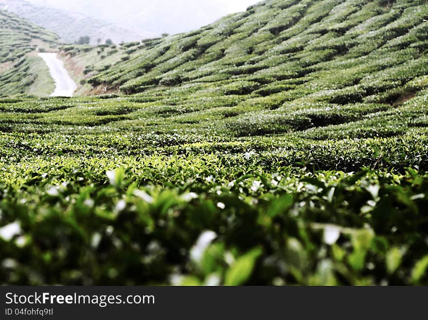 The tea farm landscape most of the highland area