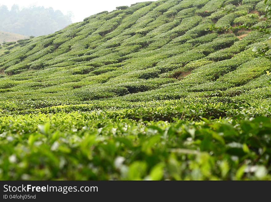 The tea farm landscape most of the highland area