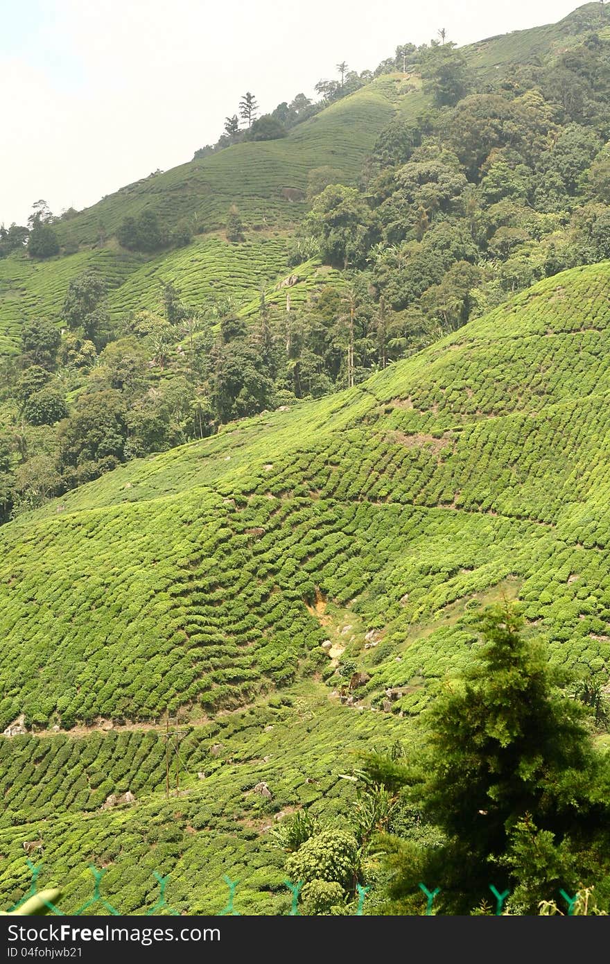 The tea farm landscape most of the highland area