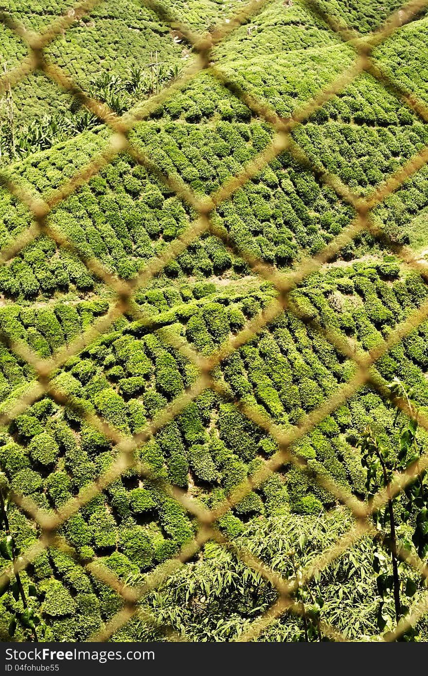 The tea farm landscape most of the highland area