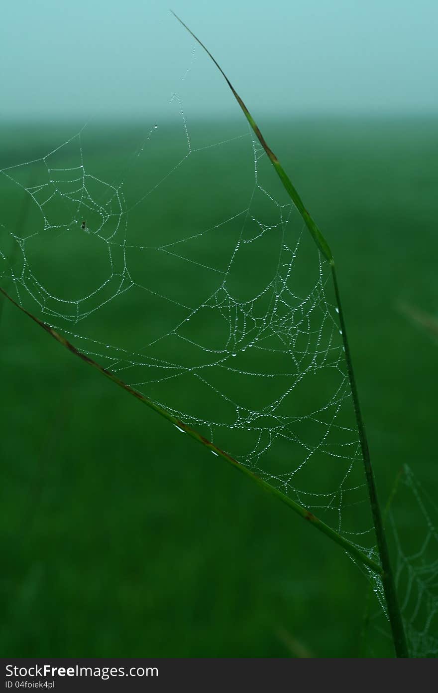 Spider Web