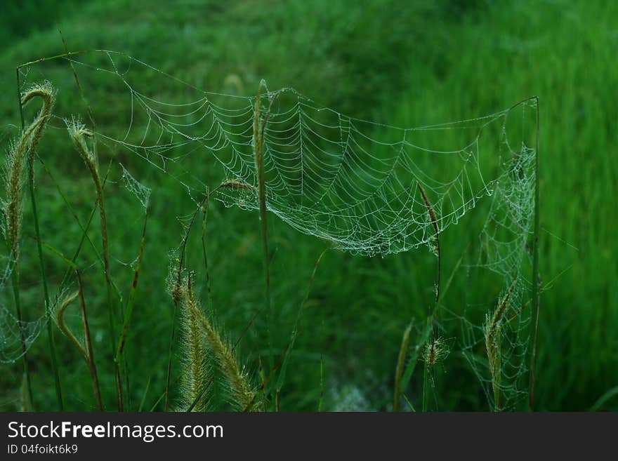 Spider Web