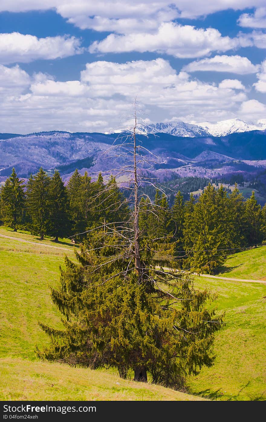 A half-dry pine mountains in the background