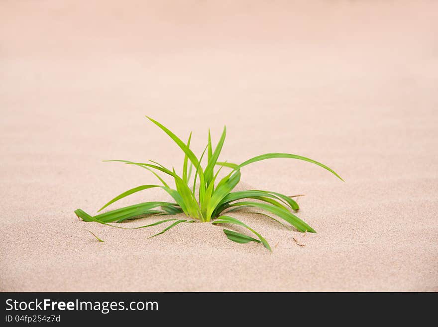 Grass on sand in nature, feeling desolate