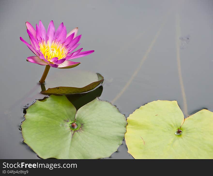 Red water lily