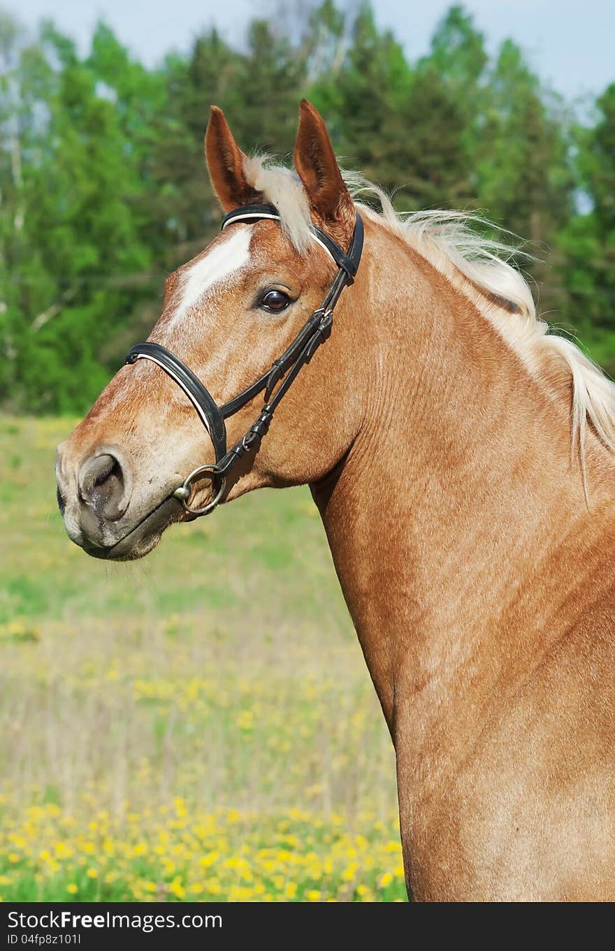 Portrait of palomino cart horse in spring field sunny day