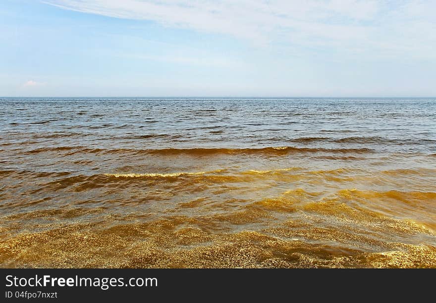 Dirty Baltic sea with pine flower on the water. Dirty Baltic sea with pine flower on the water.