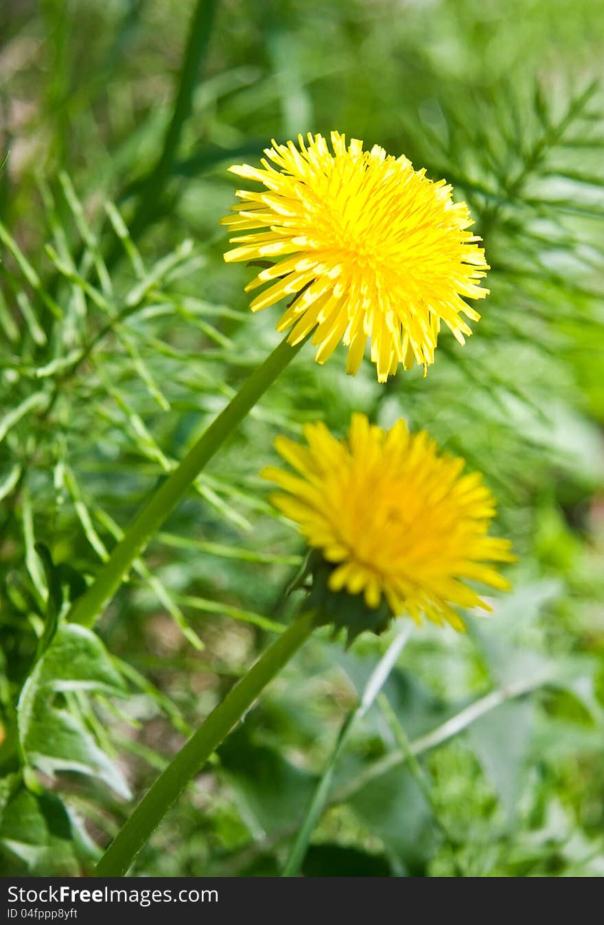 Yellow dandelions (taraxacum officinale) in green grass. Close up