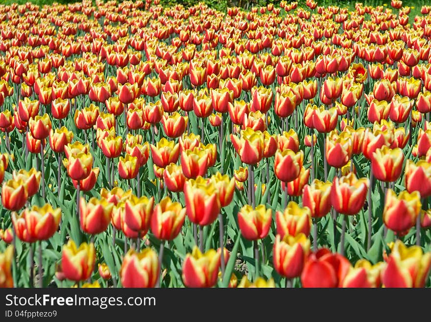 Red and yellow tulips in city garden. Red and yellow tulips in city garden