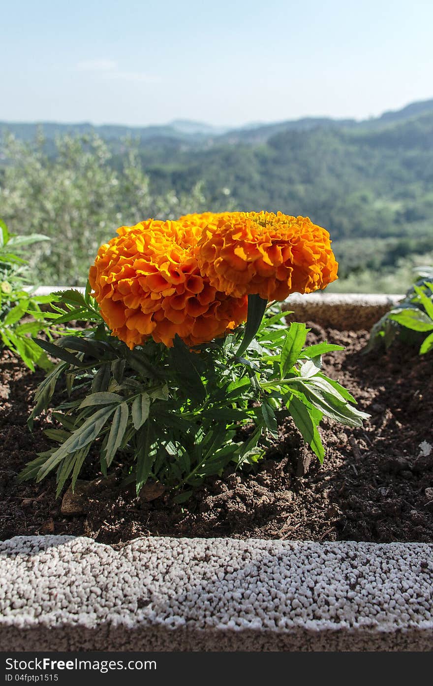 Orange marigold in a terrace