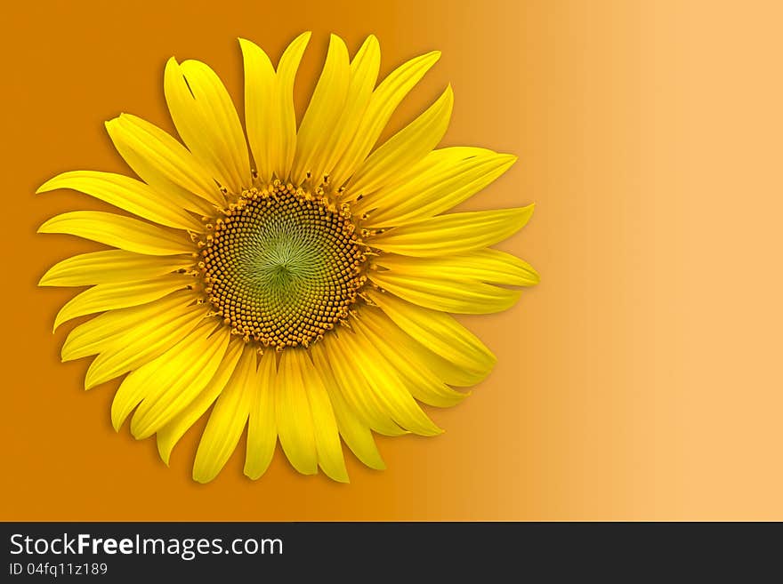 Sunflower over orange background with clipping path