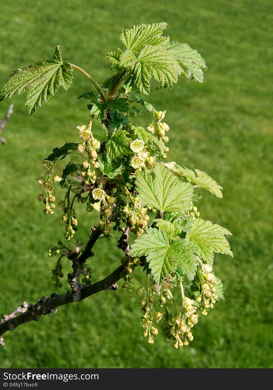 Red currant flowers