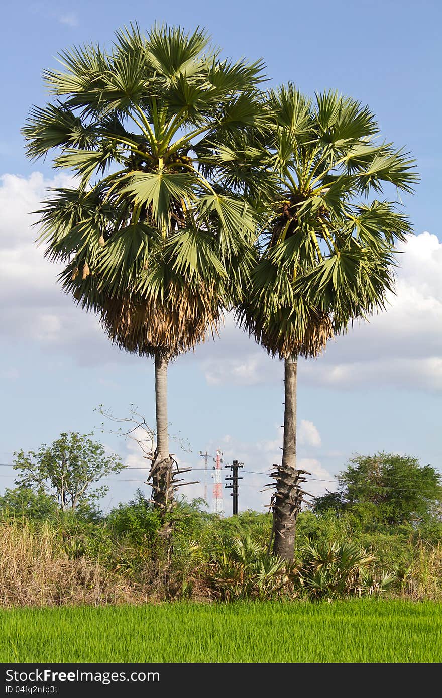 Two palm trees with a field of rice farmers in Thailand, which has a communications tower in the distance. Two palm trees with a field of rice farmers in Thailand, which has a communications tower in the distance.