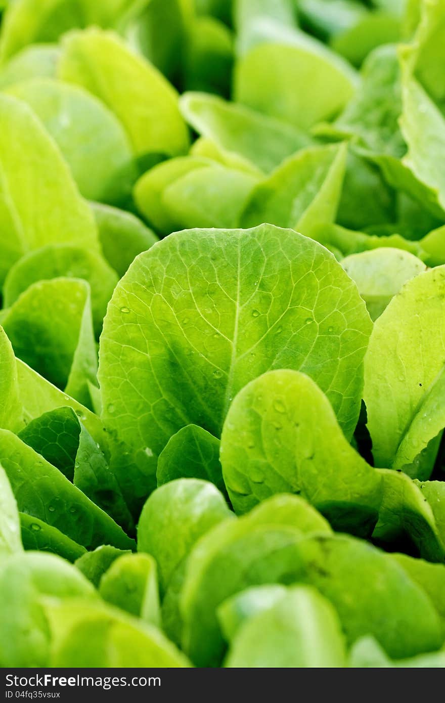 Fresh green lettuce seedlings in a field. Fresh green lettuce seedlings in a field