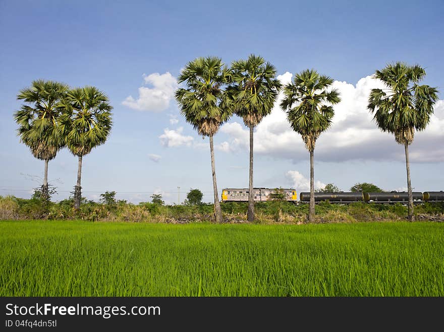 Train and Sugar palm in a rural area, which looked through the lush rice paddies. Train and Sugar palm in a rural area, which looked through the lush rice paddies.