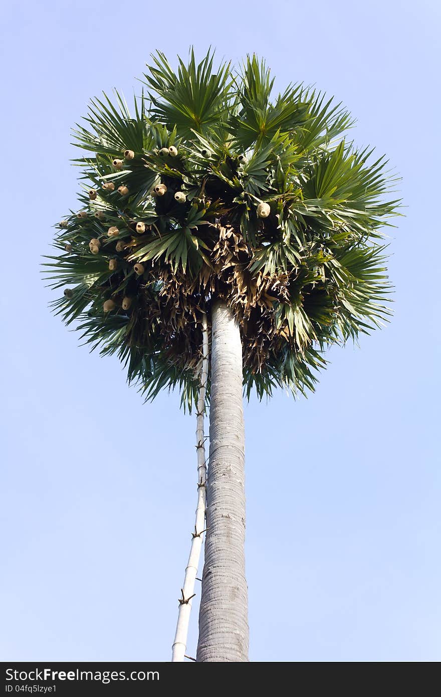 Weaverbird many nests hanging in the leaves of the palm sugar. Weaverbird many nests hanging in the leaves of the palm sugar.