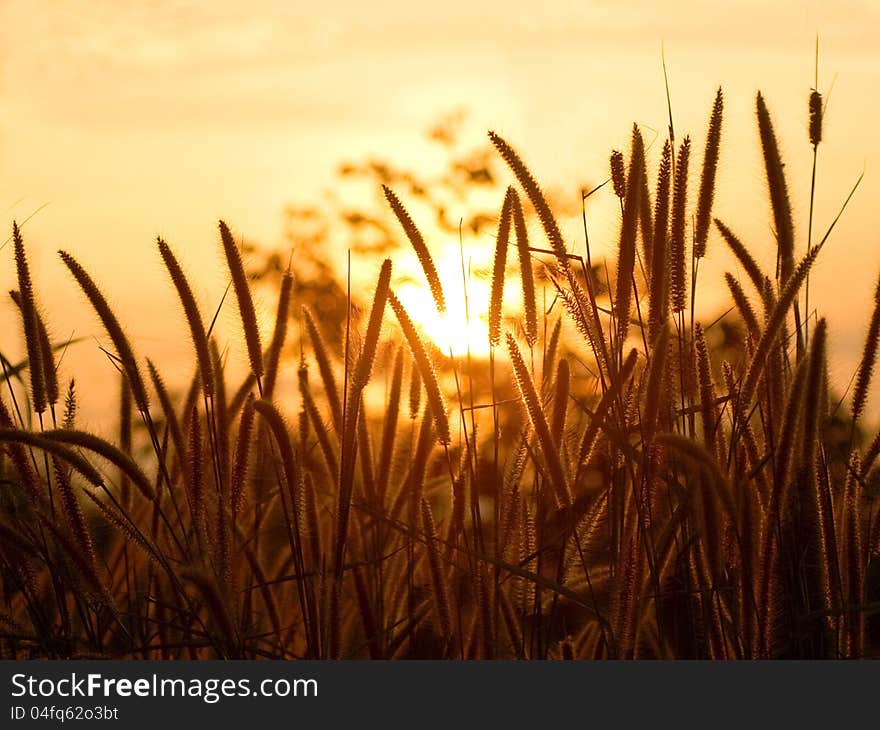 Grass and sunset background