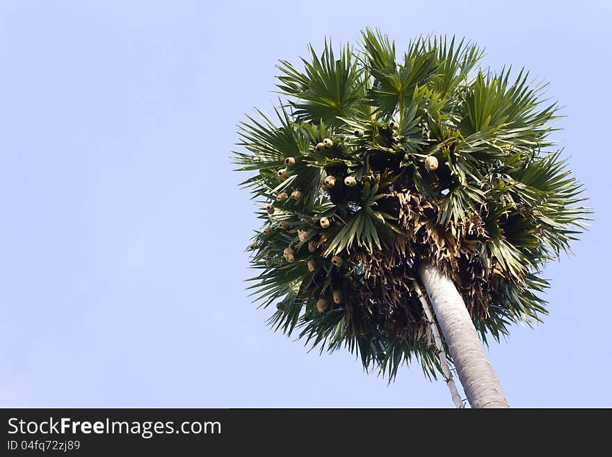 Weaverbird many nests hanging in the leaves of the palm sugar. Weaverbird many nests hanging in the leaves of the palm sugar.