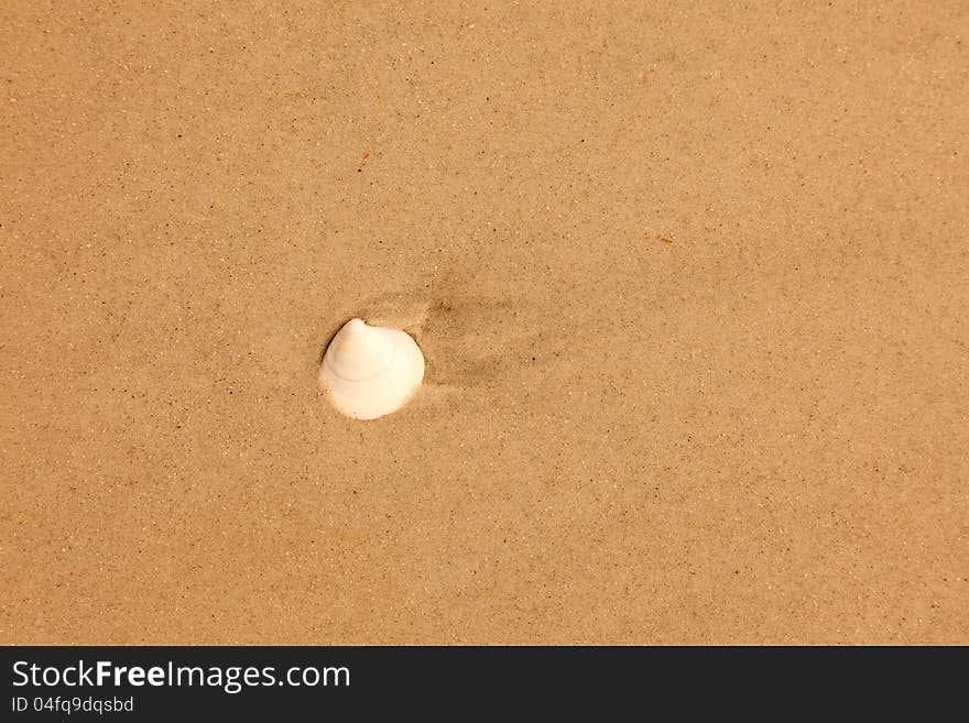 Single Seashell On Sandy Beige Background