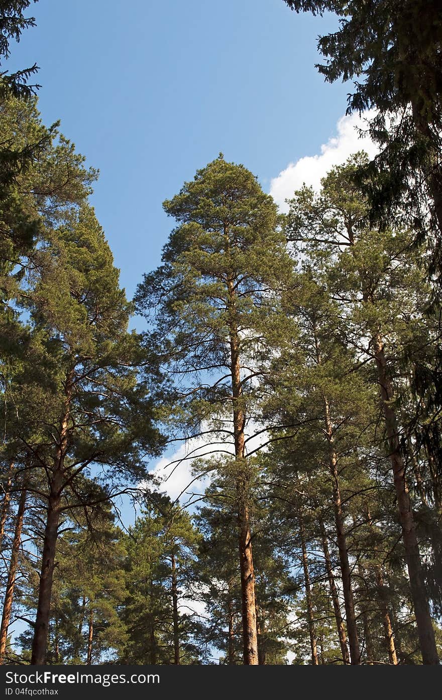 The trunks of the pines against the blue sky in the forest. The trunks of the pines against the blue sky in the forest