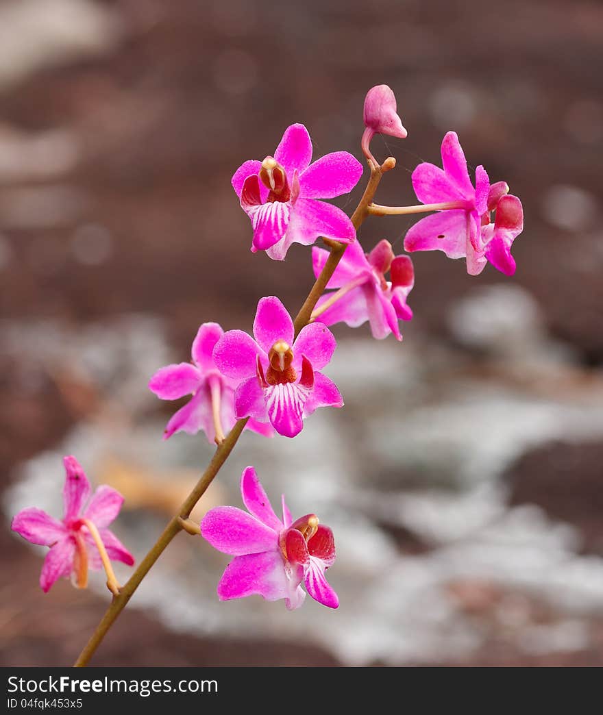 Beautiful pink orchid flower in National Park, Thailand.