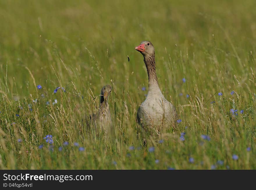 This is mother goose with baby goose. You can also call it graylag goose. This is mother goose with baby goose. You can also call it graylag goose.