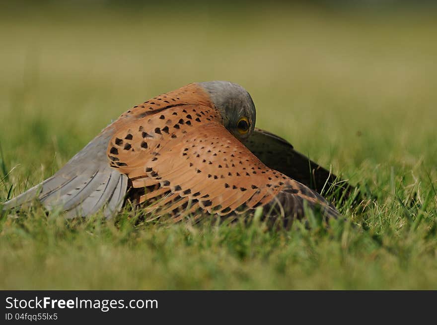 This falcon is flying fast from the sky to the bottom. Before a few seconds here was a squirrel in the grass and the falcon was trying to catch them. This falcon is flying fast from the sky to the bottom. Before a few seconds here was a squirrel in the grass and the falcon was trying to catch them.