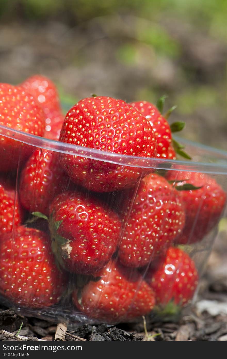 Freshly picked strawberries on a field