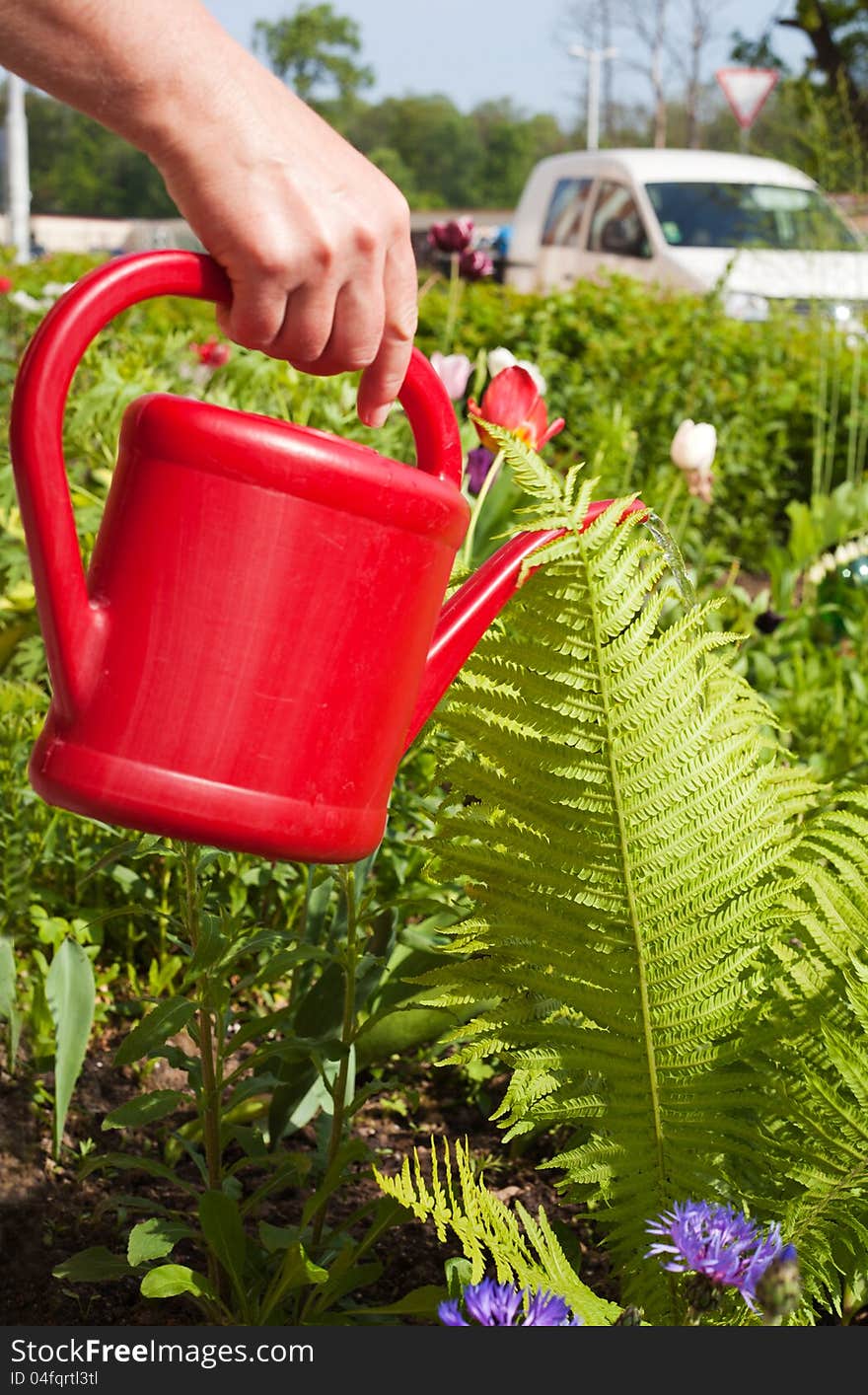 Watering flowers