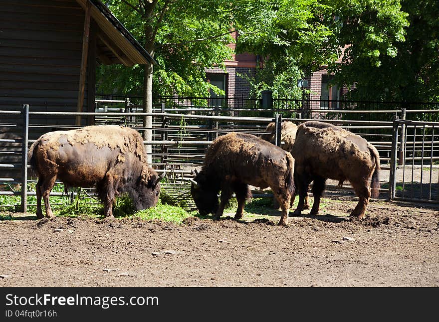 Three Bizones In City Zoo