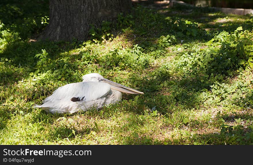 Pelican in city zoo