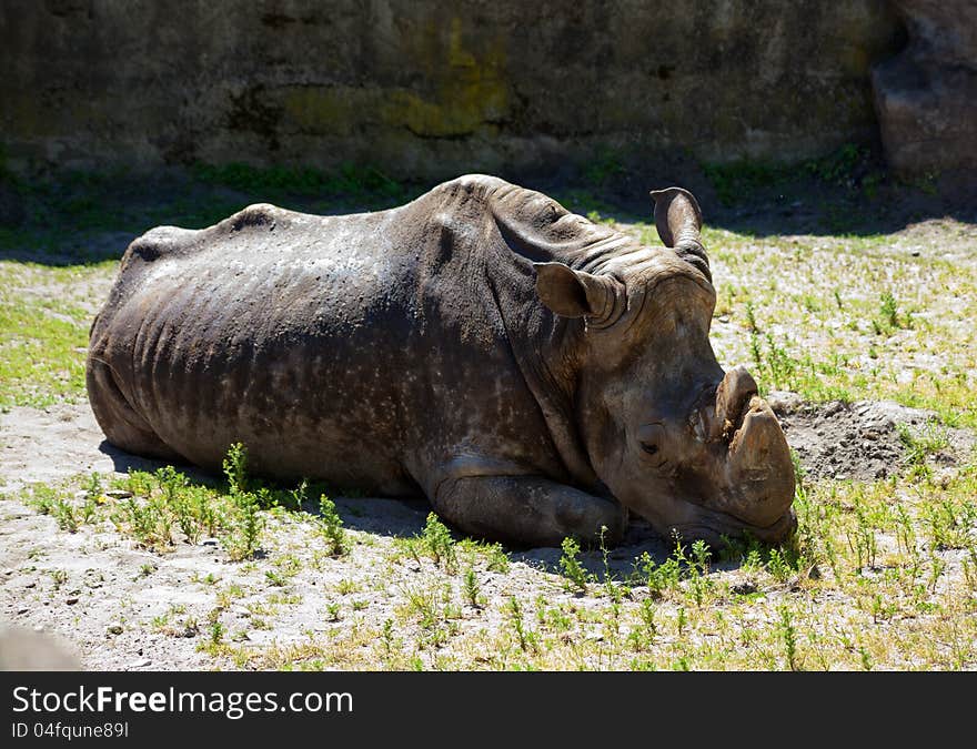 Grey rhinoceros lying on green grass in city zoo. Grey rhinoceros lying on green grass in city zoo