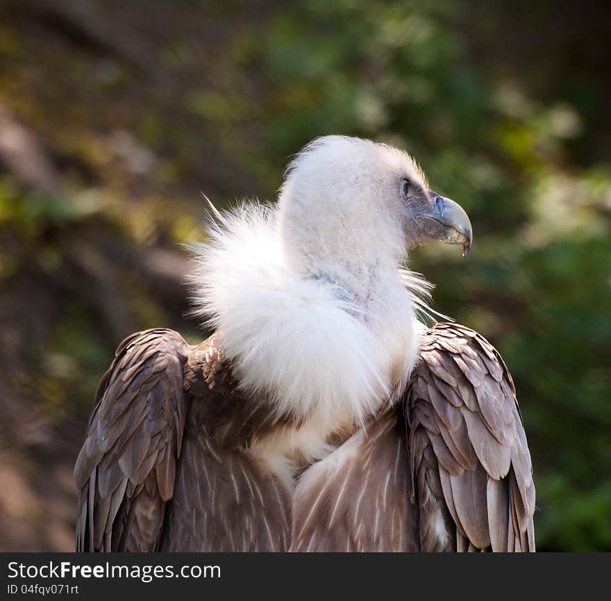 Black vulture in city zoo