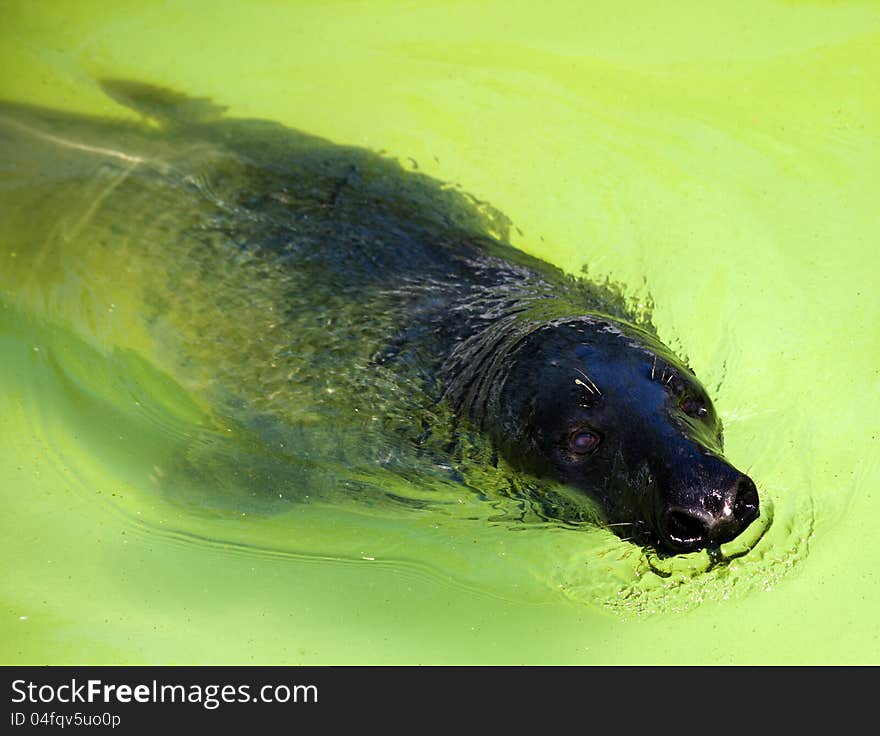 Fur seal in city zoo