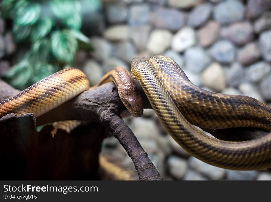 Two snakes in city zoo