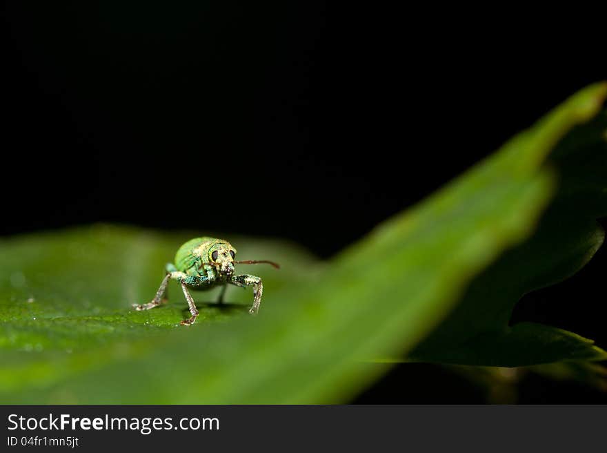 Green Leaf Weevil