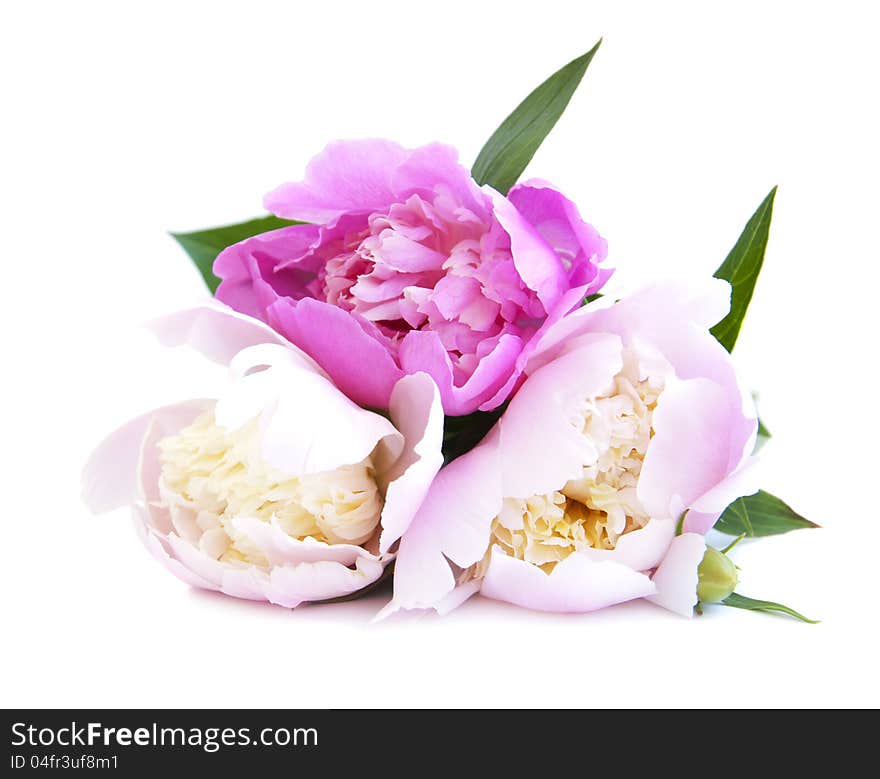 Peony  bouquet