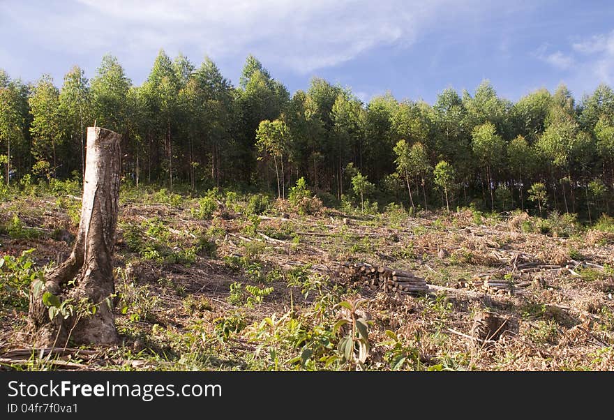 Handling of a renewable eucalyptus plantation. Handling of a renewable eucalyptus plantation.